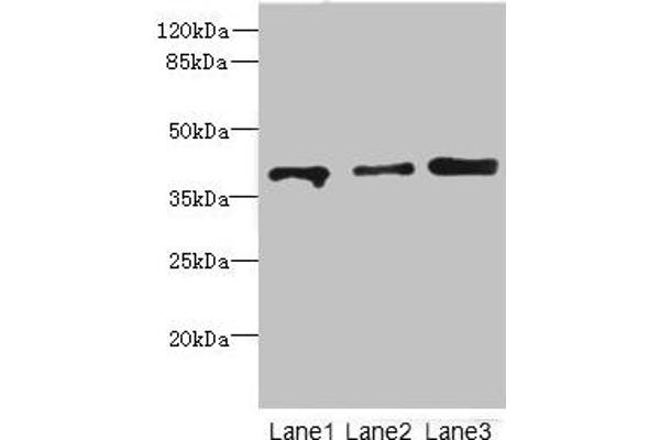 GABPB1 antibody  (AA 231-395)