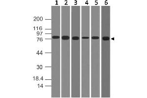 Image no. 1 for anti-conserved Helix-Loop-Helix Ubiquitous Kinase (CHUK) antibody (ABIN5027767) (IKK alpha antibody)