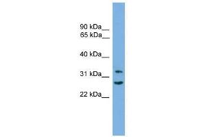 FSTL1 antibody used at 0. (FSTL1 antibody  (C-Term))