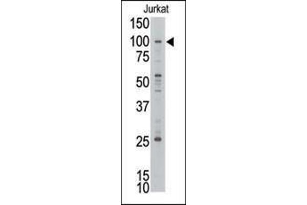 MLLT10 antibody  (C-Term)