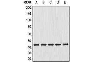 Western blot analysis of Connexin 43 expression in C6 (A), HeLa (B), C2C12 (C), mouse heart (D), rat brain (E) whole cell lysates.