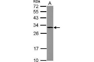 WB Image Sample (30 ug of whole cell lysate) A: HCT116 12% SDS PAGE antibody diluted at 1:1000 (SOCS3 antibody  (C-Term))