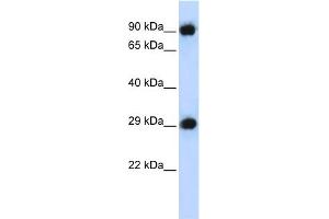 WB Suggested Anti-PSMA3 Antibody Titration: 0. (PSMA3 antibody  (Middle Region))