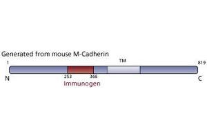 Image no. 2 for anti-M-Cadherin (CDH15) (AA 253-366) antibody (ABIN968364) (CDH15 antibody  (AA 253-366))