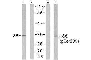 Western blot analysis of extracts from 293 cells untreated or treated with serum (10%, 15min), using S6 Ribosomal protein (Ab-235) antibody (E021225, Line 1 and 2) and S6 Ribosomal protein (phospho-Ser235) antibody (E011232, Line 3 and 4). (RPS6 antibody)