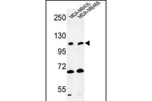 Western blot analysis of EXTL3 Antibody (N-term) (ABIN652990 and ABIN2842629) in MDA-M, MDA-M cell line lysates (35 μg/lane). (EXTL3 antibody  (N-Term))