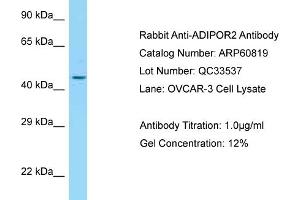 Western Blotting (WB) image for anti-Adiponectin Receptor 2 (ADIPOR2) (C-Term) antibody (ABIN970067) (Adiponectin Receptor 2 antibody  (C-Term))