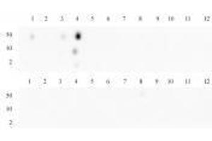 Histone H3K4me3 antibody specificity is shown by Dot Blot. (Recombinant Histone 3 antibody  (H3K4me3))