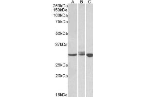 ABIN184599 staining (0. (BIRC7 antibody  (C-Term))