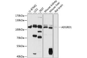 Western blot analysis of extracts of various cell lines, using  antibody (ABIN6127782, ABIN6136571, ABIN6136572 and ABIN6216331) at 1:1000 dilution. (G Protein-Coupled Receptor 133 antibody  (AA 805-874))