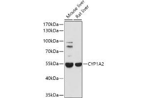 Western blot analysis of extracts of various cell lines, using CYP1 antibody (ABIN1679470, ABIN3015030, ABIN3015031 and ABIN6213604) at 1:1000 dilution. (CYP1A2 antibody  (AA 205-305))