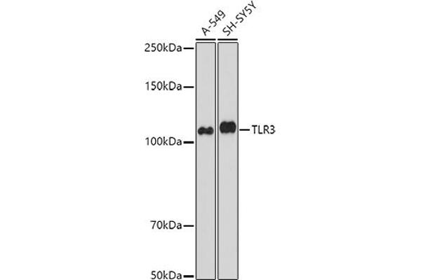 TLR3 antibody  (AA 464-647)