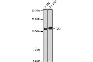 Western blot analysis of extracts of various cell lines, using TLR3 antibody (ABIN6130066, ABIN6149219, ABIN6149220 and ABIN6215465) at 1:1000 dilution. (TLR3 antibody  (AA 464-647))