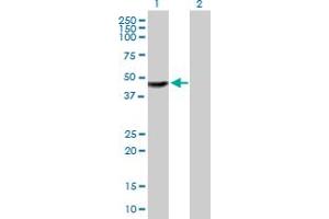 Western Blot analysis of TTC23 expression in transfected 293T cell line by TTC23 MaxPab polyclonal antibody.