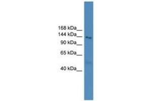 Image no. 1 for anti-NLR Family, Pyrin Domain Containing 5 (NLRP5) (AA 121-170) antibody (ABIN6746544) (NLRP5 antibody  (AA 121-170))