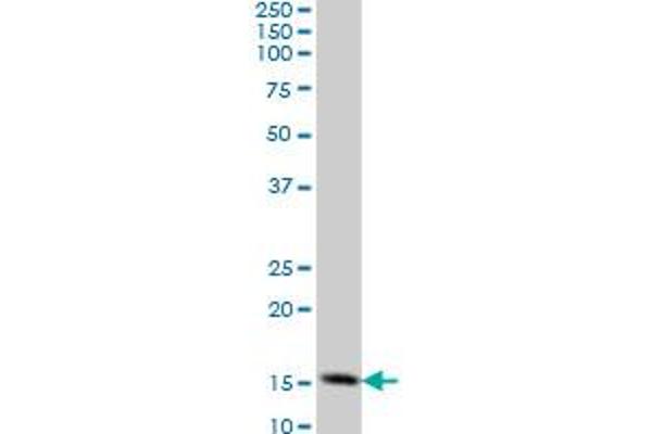 TOMM20 antibody  (AA 1-145)