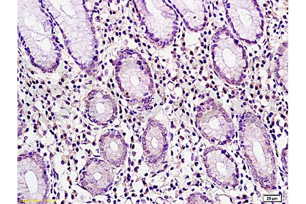 CTAG2 antibody  (AA 121-210)