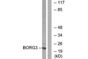 Western blot analysis of extracts from Jurkat cells, using BORG3 Antibody. (CDC42EP5 antibody  (AA 1-50))