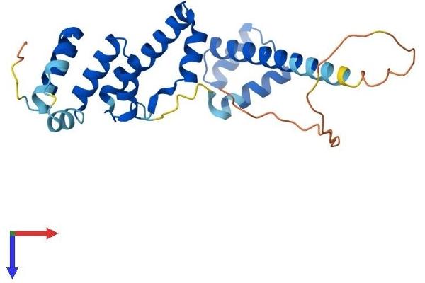 SIX Homeobox 6 Protein (SIX6) (AA 1-246) (His tag)