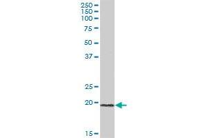 ICT1 MaxPab polyclonal antibody. (ICT1 antibody  (AA 1-206))