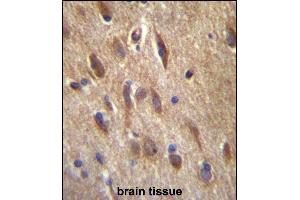 FGF11 Antibody (N-term) (ABIN657129 and ABIN2846273) immunohistochemistry analysis in formalin fixed and paraffin embedded human brain tissue followed by peroxidase conjugation of the secondary antibody and DAB staining. (FGF11 antibody  (N-Term))