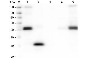 Western Blot of Anti-Rat IgG F(c) (RABBIT) Antibody . (Rabbit anti-Rat IgG (Fc Region) Antibody - Preadsorbed)
