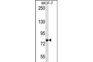KCTD3 Antibody (C-term) (ABIN657241 and ABIN2846340) western blot analysis in MCF-7 cell line lysates (35 μg/lane). (KCTD3 antibody  (C-Term))