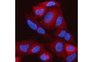 IF analysis of RAP1GAP using anti-RAP1GAP antibody (ABIN7599729). (RAP1GAP antibody  (AA 11-661))