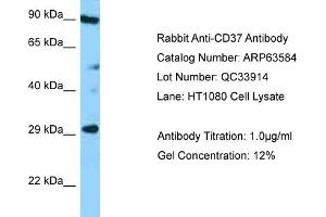 Western Blotting (WB) image for anti-Tetraspanin 26 (TSPAN26) (Middle Region) antibody (ABIN970335) (CD37 antibody  (Middle Region))