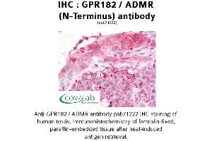 Image no. 1 for anti-G Protein-Coupled Receptor 182 (GPR182) (N-Term) antibody (ABIN1735015)