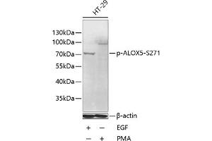 Western blot analysis of extracts of HT-29 cells, using Phospho--S271 antibody (ABIN6135181, ABIN6136008, ABIN6136009 and ABIN6225593) at 1:1000 dilution. (ALOX5 antibody  (pSer271))