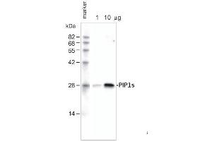 1ug and 10ug of crude membrane fraction/lane from Arabidopsis thaliana wereseparated on 12 % SDS-PAGE and blotted 1h to PVDF membrane (40 min. (PIP1,1/PIP1,2/PIP1,3 antibody)