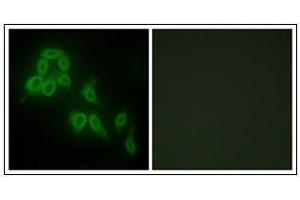 Immunofluorescence analysis of HepG2 cells, using Collagen V alpha2 Antibody. (COL5A2 antibody  (C-Term, Chain alpha 2))
