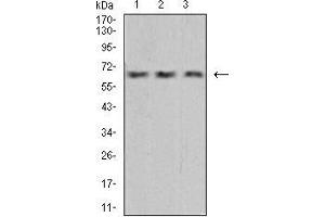 Western blot analysis using VEGFA mouse mAb against Hela (1), HUVEC (2), and HEK293 (3) cell lysate.