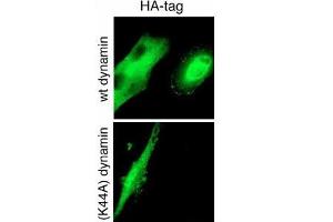 GTPase activity of dynamin-2 is required for endocytosis of cell-surface tTG. (HA-Tag antibody)