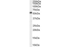 Image no. 1 for anti-Zinc Metalloproteinase, Ste24 (Zmpste24) (C-Term) antibody (ABIN374738) (ZMPSTE24 antibody  (C-Term))