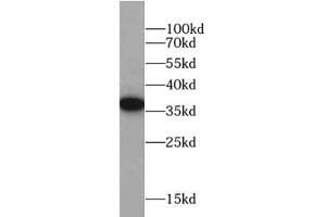 Western blot analysis of HeLa cells subjected to SDS-PAGE, using FOLR1 antibody (1/1000 dilution). (FOLR1 antibody)