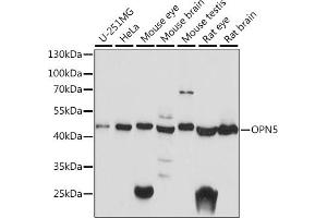 Western blot analysis of extracts of various cell lines, using OPN5 antibody (ABIN7269104) at 1:1000 dilution. (OPN5 antibody  (AA 200-300))