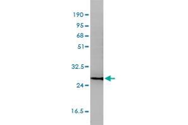 CD58 antibody  (AA 1-240)