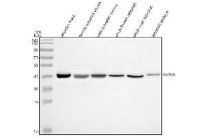 Western blot analysis of Alpha Parvin/Actopaxin/PARVA using anti-Alpha Parvin/Actopaxin/PARVA antibody (AZQ6DRM4).