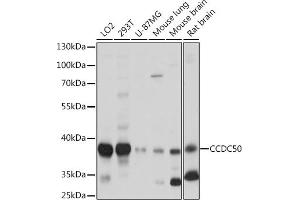 Western blot analysis of extracts of various cell lines, using CCDC50 Rabbit pAb (ABIN7266439) at 1:1000 dilution. (CCDC50 antibody  (AA 10-147))