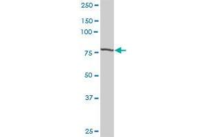 STAT1 MaxPab rabbit polyclonal antibody. (STAT1 antibody  (AA 1-712))