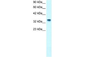 WB Suggested Anti-NPM1 Antibody Titration:  1. (NPM1 antibody  (N-Term))