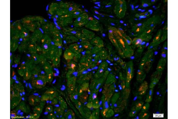 CDH15 antibody  (AA 355-450)