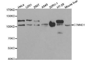 Western blot analysis of extracts of various cell lines, using CTNND1 antibody. (CTNND1 antibody)