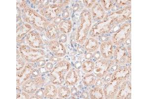Immunohistochemistry of paraffin-embedded Mouse kidney using GPC3 Polyclonal Antibody at dilution of 1:100 (40x lens). (Glypican 3 antibody)