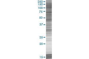 CLEC3B transfected lysate. (CLEC3B 293T Cell Transient Overexpression Lysate(Denatured))