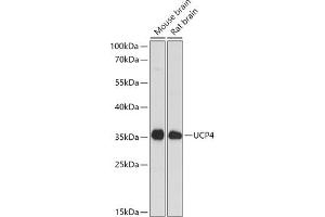 Western blot analysis of extracts of various cell lines, using SLC25 antibody (ABIN6132767, ABIN6147925, ABIN6147927 and ABIN6217968) at 1:1000 dilution. (SLC25A27 antibody  (AA 1-245))
