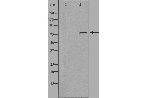 EHHADH antibody  (Internal Region)