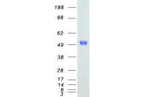 Validation with Western Blot (ETS1 Protein (Transcript Variant 2) (Myc-DYKDDDDK Tag))